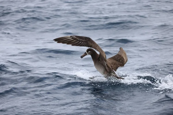 Albatros Patas Negras Diomedea Nigripes Japón — Foto de Stock