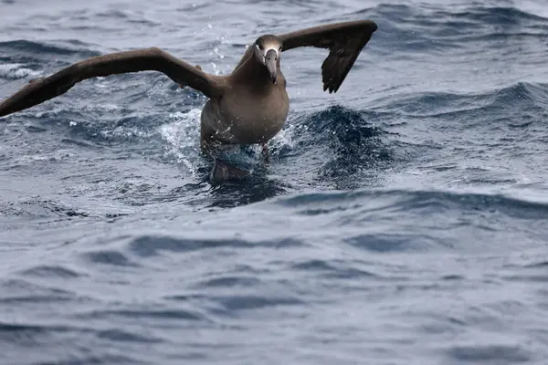 Albatroz Pés Negros Diomedea Nigripes Japão — Fotografia de Stock