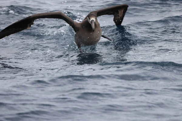 Черноногий Альбатрос Diomedea Nigripes Японии — стоковое фото