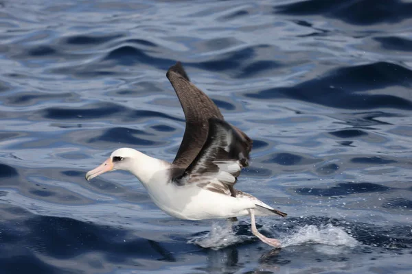 Laysan Albatross Diomedea Immutabilis Giappone — Foto Stock