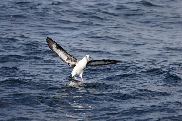 Japonya Laysan Albatrosu Diomedea Immutabilis — Stok fotoğraf