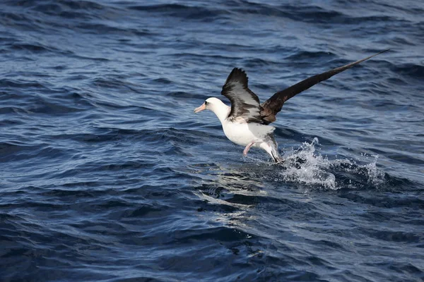 Laysan Albatross Diomedea Immutabilis Японії — стокове фото