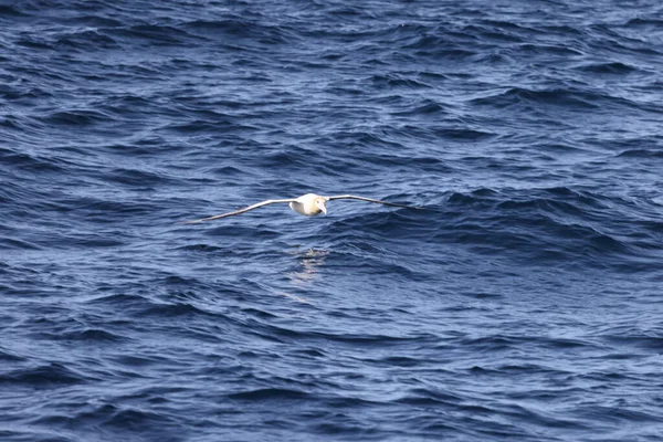 Short Tailed Albatross Diomedea Albatrus Japan — Stock Photo, Image