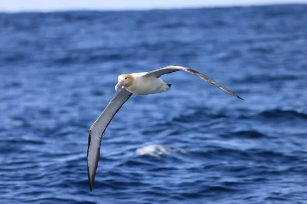 Albatros Krótkoogonowy Diomedea Albatrus Japonii — Zdjęcie stockowe