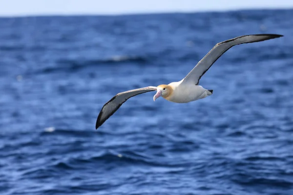 Short Tailed Albatross Diomedea Albatrus Japan — Stock Photo, Image