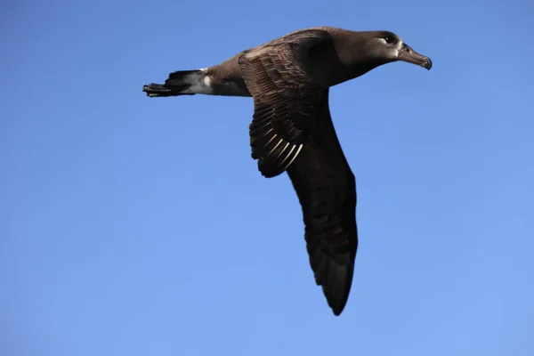 Albatros Patas Negras Diomedea Nigripes Japón —  Fotos de Stock