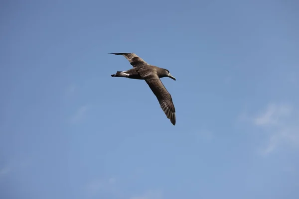 Svartfotad Albatross Diomedea Nigries Japan — Stockfoto