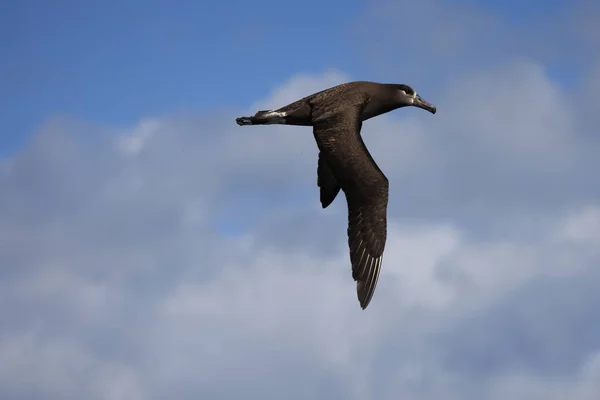 Black Footed Albatross Diomedea Nigripes Japan — Stock Photo, Image