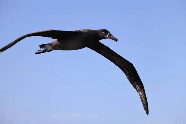 Albatros Czarnodzioby Diomedea Nigripes Japonii — Zdjęcie stockowe