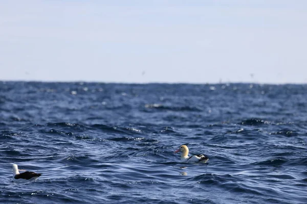 Короткохвостый Альбатрос Diomedea Albatrus Японии — стоковое фото