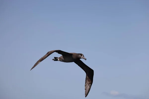 Fekete Lábú Albatrosz Diomedea Nigripes Japánban — Stock Fotó