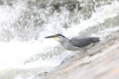 Japonya 'da çizgili balıkçıl veya küçük yeşil balıkçıl (Butorides striatus)