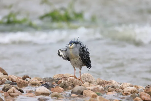 日本的条纹鲱鱼或绿色小鲱鱼 Butorides Striatus — 图库照片