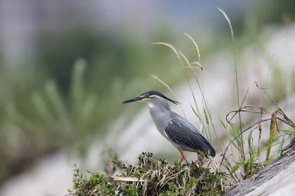 Héron Rayé Petit Héron Vert Butorides Striatus Japon — Photo