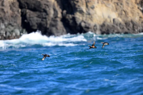 Pato Arlequín Histrionicus Histrionicus Hokkaido Japón — Foto de Stock