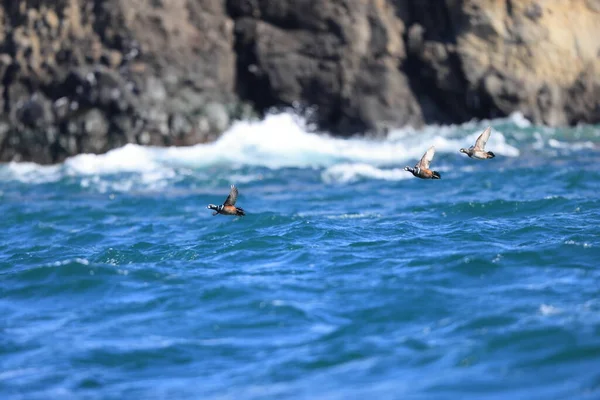 日本北海道的Harlequin Duck Histrionicus Histrionicus — 图库照片