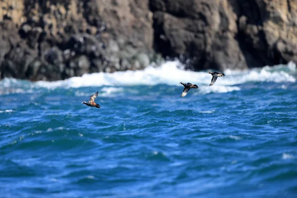 日本北海道的Harlequin Duck Histrionicus Histrionicus — 图库照片