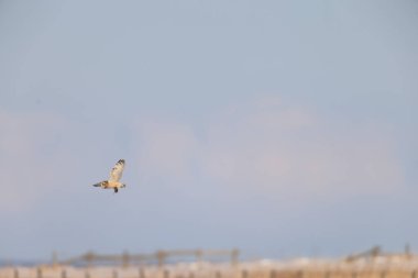 Japonya, Hokkaido 'da kısa kulaklı Baykuş (Asio flammeus)