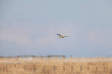 Japonya, Hokkaido 'da kısa kulaklı Baykuş (Asio flammeus)