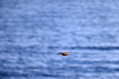 Japonya 'da kaba bacaklı akbaba (Buteo lagopus)