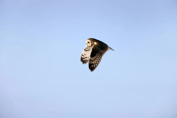 Short Eared Owl Asio Flammeus Hokkaido Japan — ストック写真