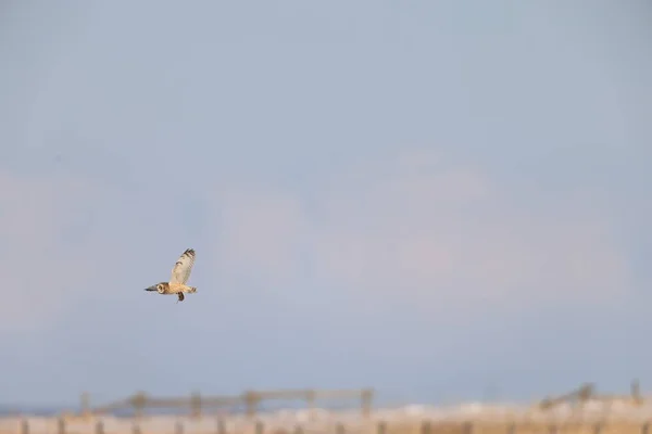 Short Eared Owl Asio Flammeus Hokkaido Japan — 图库照片