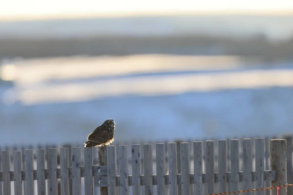 Short Eared Owl Asio Flammeus Hokkaido Japan —  Fotos de Stock