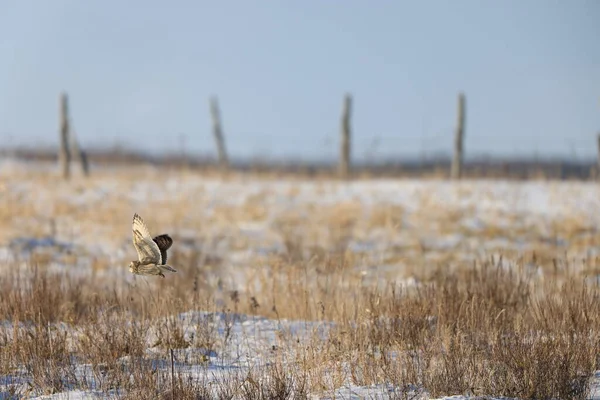 Japonya Hokkaido Kısa Kulaklı Baykuş Asio Flammeus — Stok fotoğraf