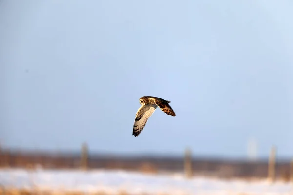 Kurzohr Eule Asio Flammeus Hokkaido Japan — Stockfoto