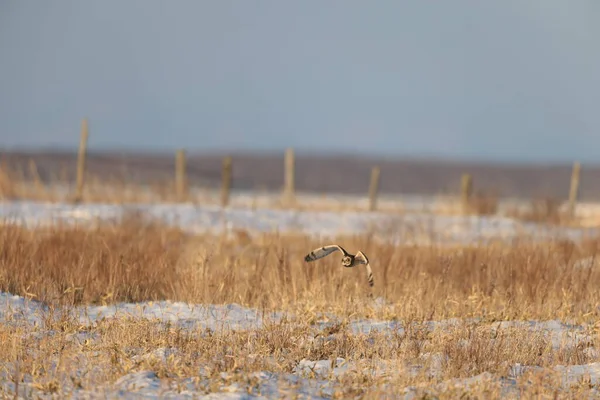 Japonya Hokkaido Kısa Kulaklı Baykuş Asio Flammeus — Stok fotoğraf