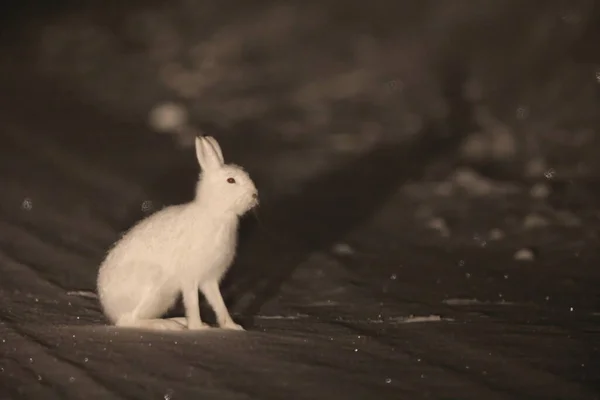 Lepre Montagna Lepus Timidus Ainu Hokkaido Giappone — Foto Stock