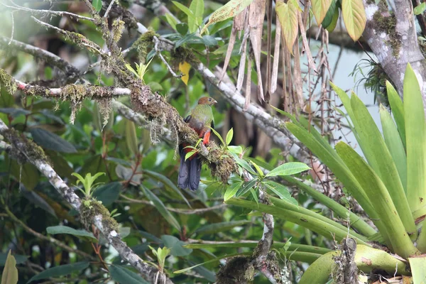 Quetzal Złotogłowy Pharomachrus Auriceps Ekwadorze — Zdjęcie stockowe