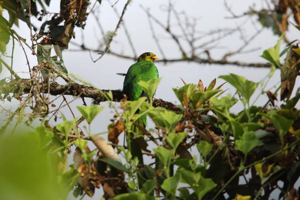 Goldkopf Quetzal Pharomachrus Auriceps Ecuador — Stockfoto