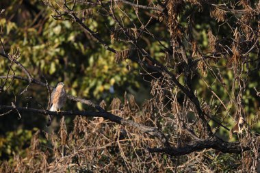 Japonya 'da Atmaca (Accipiter nisus nisosimilis)
