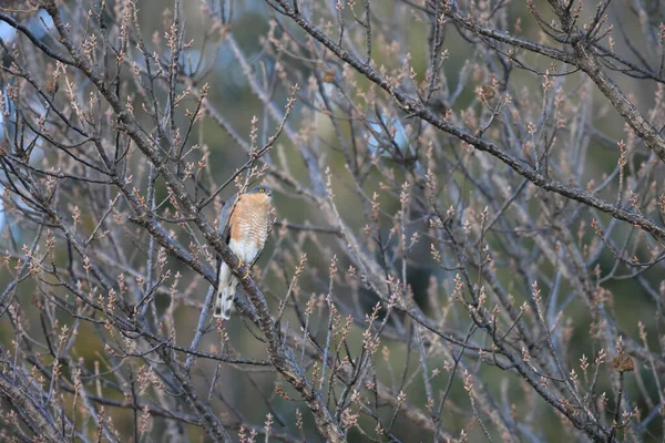 Eurasian Sparrowhawk Accipiter Nisus Nisosimilis Japan — Stock Photo, Image