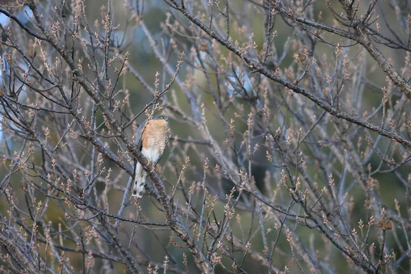 Euroasijský Vrabčák Accipiter Nisus Nisosimilis Japonsku — Stock fotografie