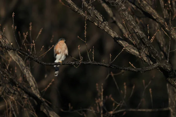 Євразійська Ігриста Accipiter Nisus Nisosimilis Японії — стокове фото