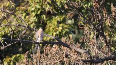 Japonya 'da Atmaca (Accipiter nisus nisosimilis)