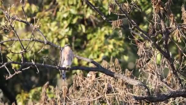 Euroasijský Vrabčák Accipiter Nisus Nisosimilis Japonsku Videoklip
