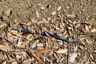 Japon Dev Solucan (Pheretima sieboldi) Japonya 'da