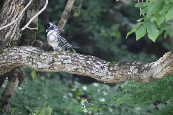 Crested Kingfisher Megaceryle Lugubris Lugubris Хонсю Япония — стоковое фото