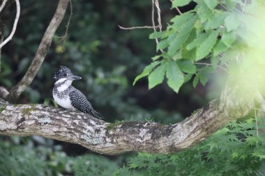 Honshu, Japonya 'da ibikli Kingfisher (Megaceryle lugubris lugubris)