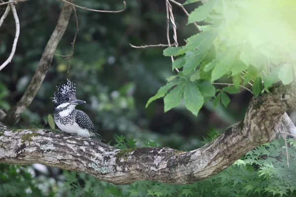 Crested Kingfisher Megaceryle Lugubris Lugubris Honshu Japón —  Fotos de Stock