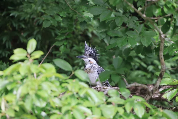 Crested Kingfisher Megaceryle Lugubris Lugubris Honshu Japan — Stock Photo, Image