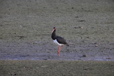 Kara leylek (Ciconia nigra), Japonya
