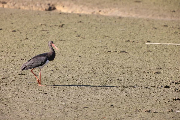Black Stork Ciconia Nigra Japan — Stock Photo, Image