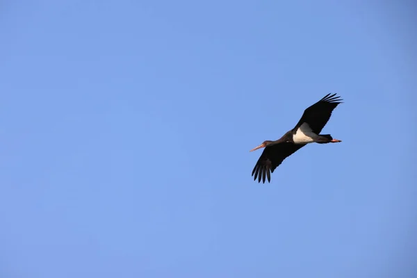 Cicogna Nera Ciconia Nigra Giappone — Foto Stock