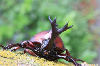 Japanese rhinoceros beetle (Trypoxylus dichotomus) male in Japan
