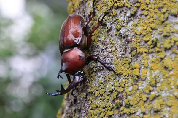 Japanese Rhinoceros Beetle Trypoxylus Dichotomus Male Japan — ストック写真