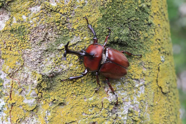 Ιαπωνικό Σκαθάρι Ρινόκερου Trypoxylus Dichotomus Αρσενικό Στην Ιαπωνία — Φωτογραφία Αρχείου